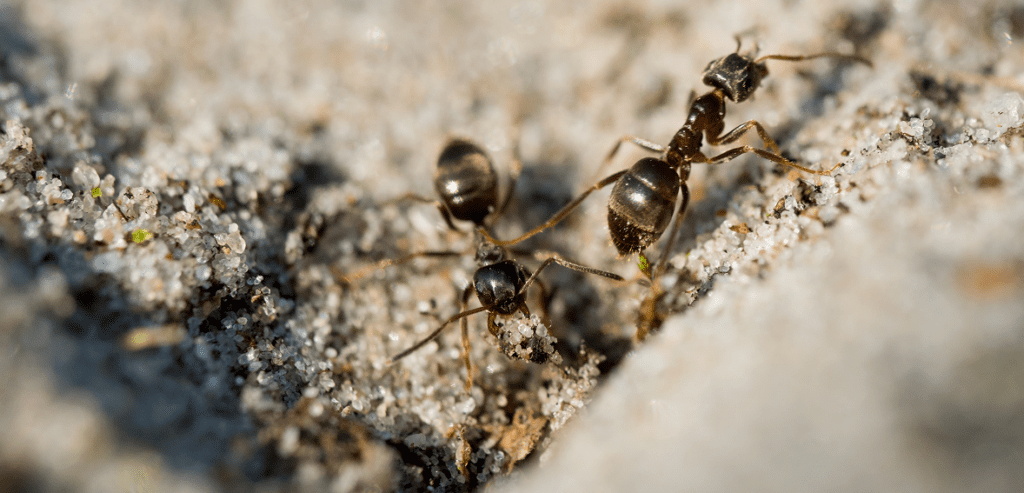 closeup ants walking ground 1 IPO