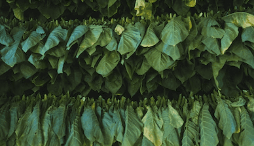 how to sell tobacco legally