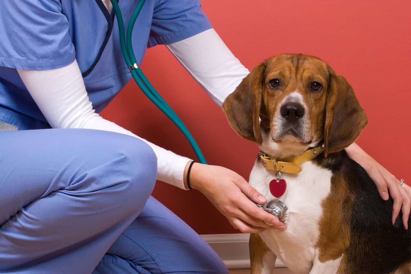 veterinary offices Veterinary offices