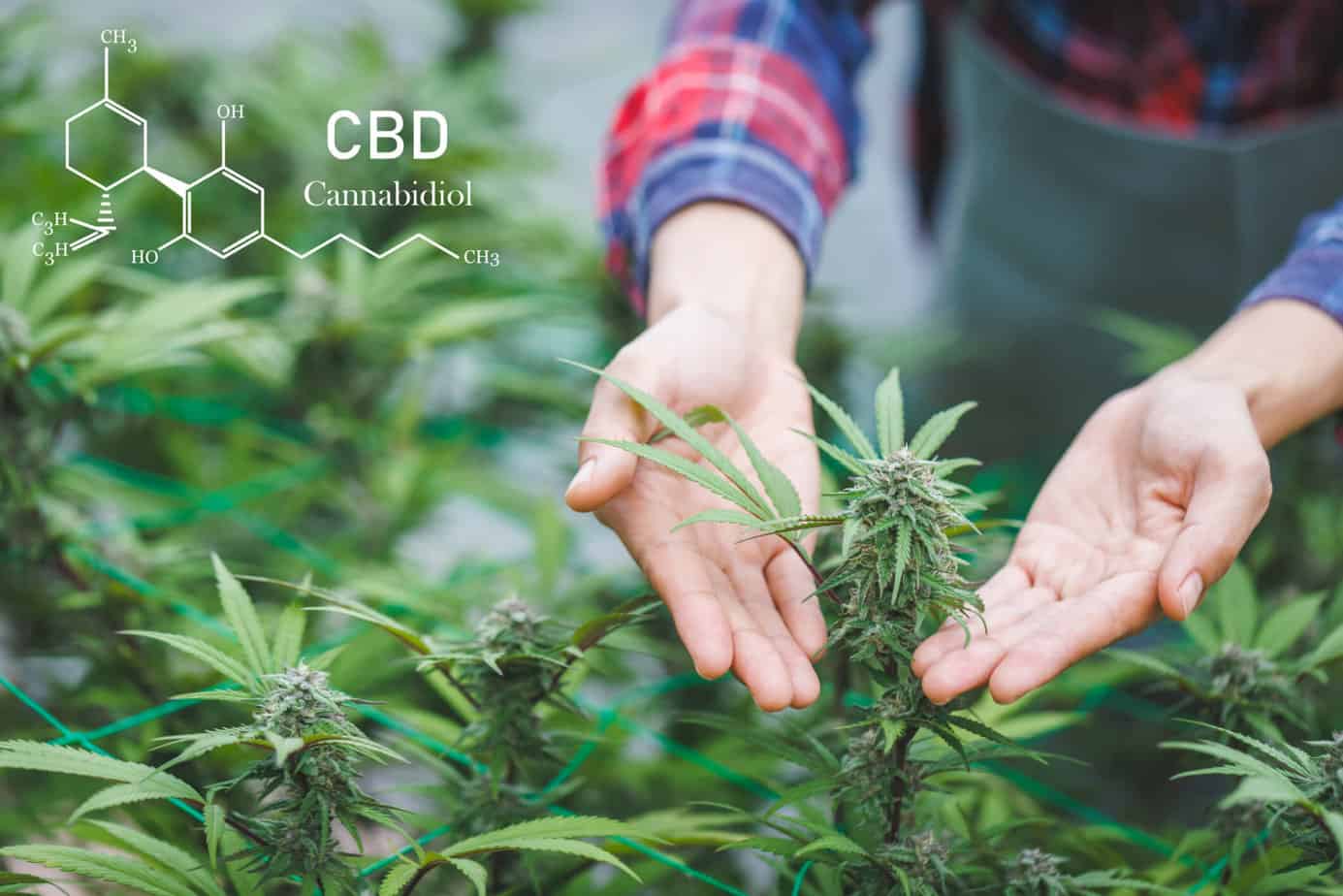 Cannabis Industry Growth Potential in 2023 and Beyond