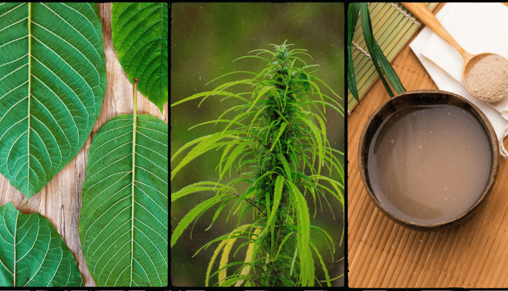 Kratom vs CBD vs Kava – What’s the Difference?