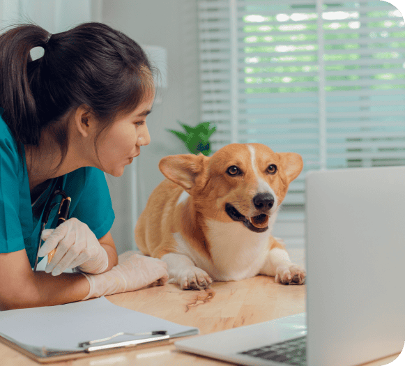 Efficient veterinary payment solutions by Host Merchant Services for seamless pet clinic transactions.
