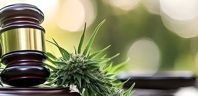 Gavel and cannabis plant symbolizing legal cannabis business services.